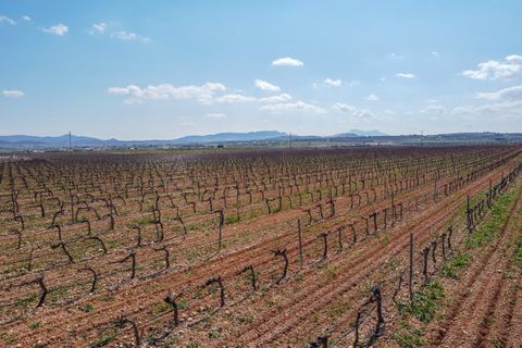 Terra a Pinoso, Alicante, Pinoso - € 324.000 | Ref: CF3318 - foto 3