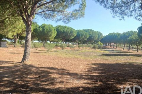 Farm i Coruche, Santarem, Coruche - € 780.000 | Ref: 858887 - foto 28