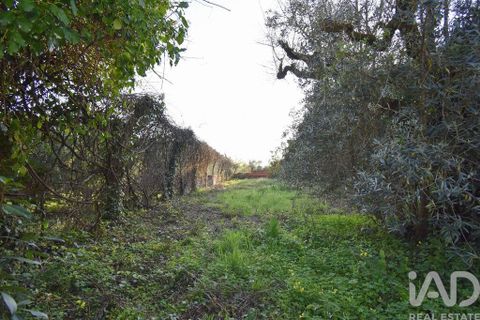 Terra a Penela, Coimbra, Penela - € 80.000 | Ref: 857754 - foto 26