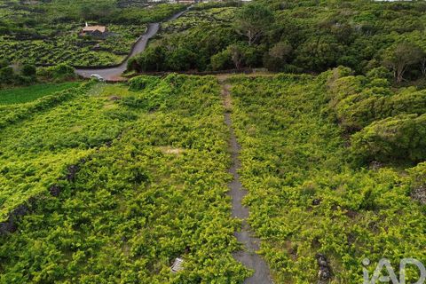 Helårsgrund i Sao Roque do Pico, Pico, Sao Roque do Pico - € 125.000 | Ref: 121735 - foto 12