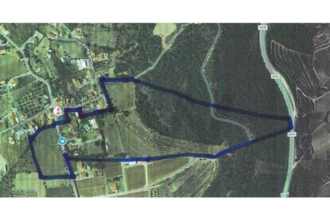 Farm i Miranda do Corvo, Coimbra, Miranda do Corvo - € 1.090.000 | Ref: KWPT-029979 - foto 50