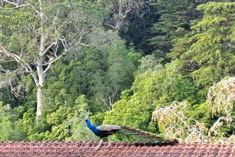 Villa i Sintra, Lisbon, Sintra - € 1.080.000 | Ref: KWPT-018628 - foto 4