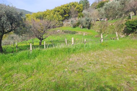 Terra a Covilha, Castelo Branco, Covilha - € 20.000 | Ref: 111260082 - foto 16