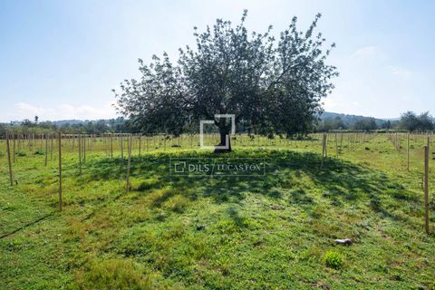 Helårsgrund i Ibiza, Ibiza, Ibiza - € 850.000 | Ref: IBZ68027 - foto 6