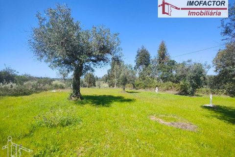 Helårsgrund i Castelo Branco, Castelo Branco, Castelo Branco - € 13.500 | Ref: 21-11875 - foto 11