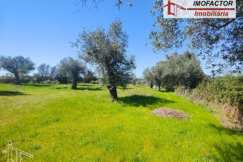 Helårsgrund i Castelo Branco, Castelo Branco, Castelo Branco - € 13.500 | Ref: 21-11875 - foto 14