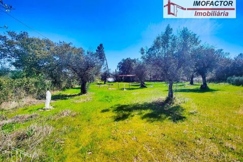 Helårsgrund i Castelo Branco, Castelo Branco, Castelo Branco - € 13.500 | Ref: 21-11875 - foto 15
