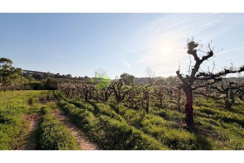 Helårsgrund i Cadaval, Lisbon, Cadaval - € 8.000 | Ref: 2214 - foto 2