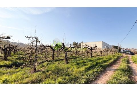 Helårsgrund i Cadaval, Lisbon, Cadaval - € 8.000 | Ref: 2214 - foto 5