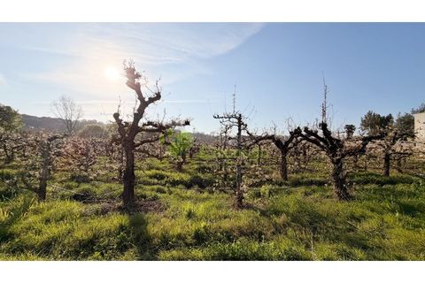 Helårsgrund i Cadaval, Lisbon, Cadaval - € 8.000 | Ref: 2214 - foto 6