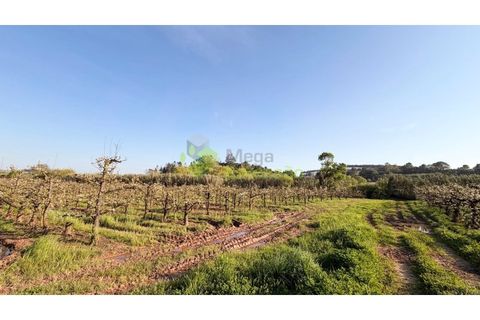 Helårsgrund i Cadaval, Lisbon, Cadaval - € 8.000 | Ref: 2214 - foto 7