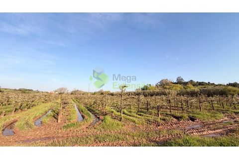 Helårsgrund i Cadaval, Lisbon, Cadaval - € 8.000 | Ref: 2214 - foto 9