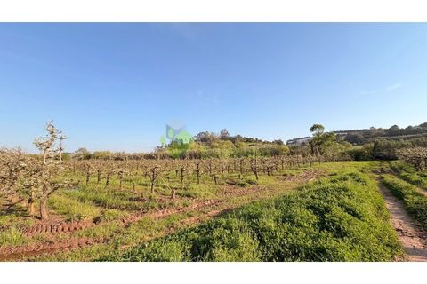 Helårsgrund i Cadaval, Lisbon, Cadaval - € 8.000 | Ref: 2214 - foto 11