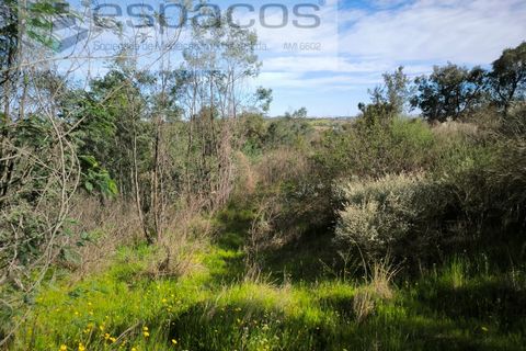 Helårsgrund i Castelo Branco, Castelo Branco, Castelo Branco - € 7.950 | Ref: 5528/EG - foto 6