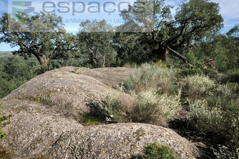 Helårsgrund i Castelo Branco, Castelo Branco, Castelo Branco - € 7.950 | Ref: 5528/EG - foto 7