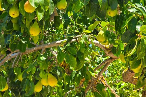 Finca a Teulada, Alicante, Teulada - € 2.990/mes | Ref: finca San Migel Teulada - foto 8