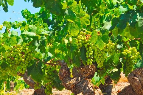 Finca a Teulada, Alicante, Teulada - € 2.990/mes | Ref: finca San Migel Teulada - foto 9