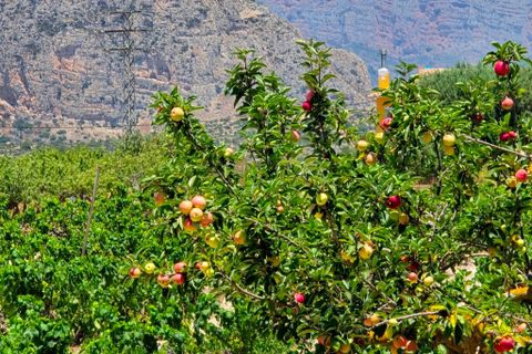 Finca a Teulada, Alicante, Teulada - € 2.990/mes | Ref: finca San Migel Teulada - foto 34