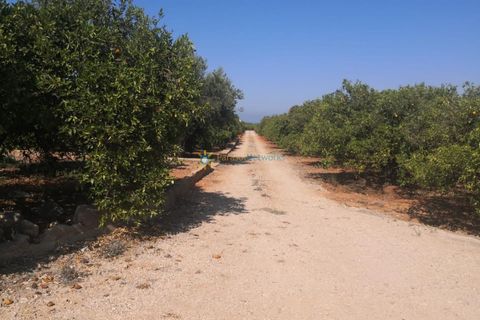 Terra a Oliva, Valencia, Oliva - € 28.000 | Ref: PNPT267 - foto 8