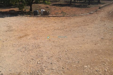Terra a Oliva, Valencia, Oliva - € 28.000 | Ref: PNPT267 - foto 7