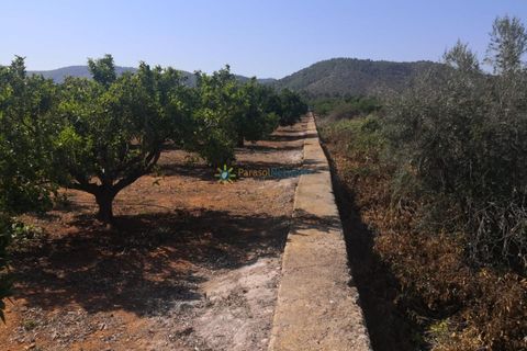 Terra a Oliva, Valencia, Oliva - € 28.000 | Ref: PNPT267 - foto 4