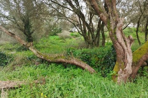 Helårsgrund i Sintra, Lisbon, Sintra - € 60.000 | Ref: T-30466 - foto 1