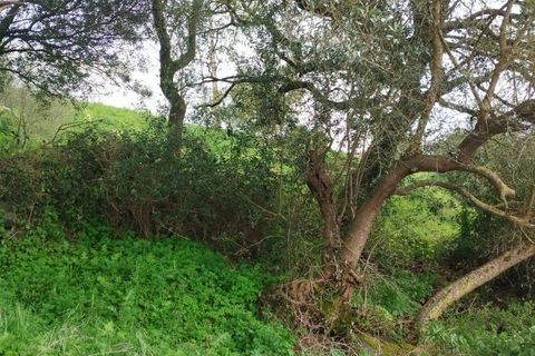 Helårsgrund i Sintra, Lisbon, Sintra - € 60.000 | Ref: T-30466 - foto 3