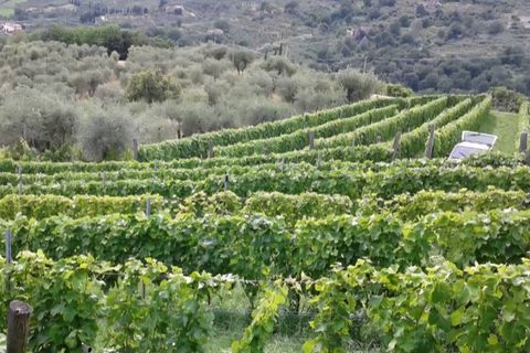 Helårsgrund i Lucca, Lucca, Lucca - € 12.000 | Ref: 2026lu025 - foto 1