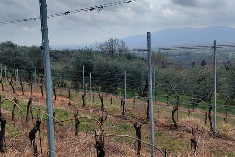Helårsgrund i Lucca, Lucca, Lucca - € 12.000 | Ref: 2026lu025 - foto 4
