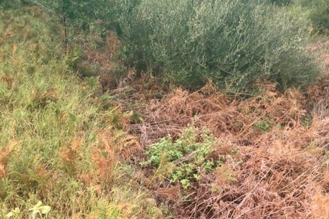 Terra a Messina, Messina, Messina - € 9.000 | Ref: GIH-5021 - foto 12