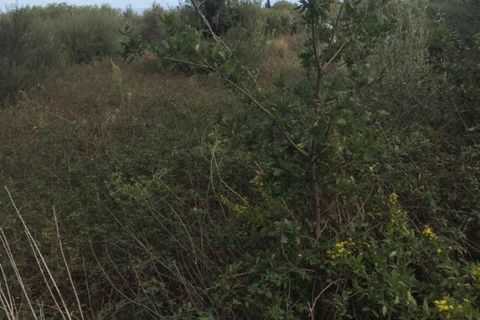 Terra a Messina, Messina, Messina - € 9.000 | Ref: GIH-5021 - foto 13