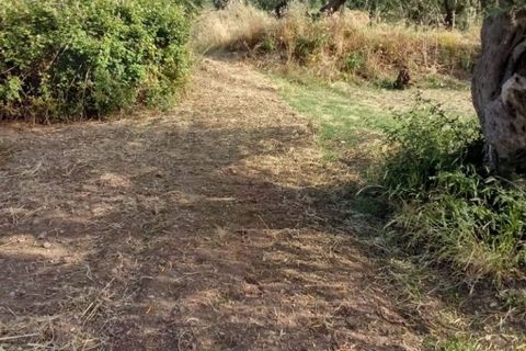Terra a Messina, Messina, Messina - € 9.000 | Ref: GIH-5021 - foto 15