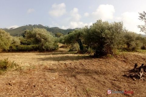 Terra a Messina, Messina, Messina - € 9.000 | Ref: GIH-5021 - foto 17