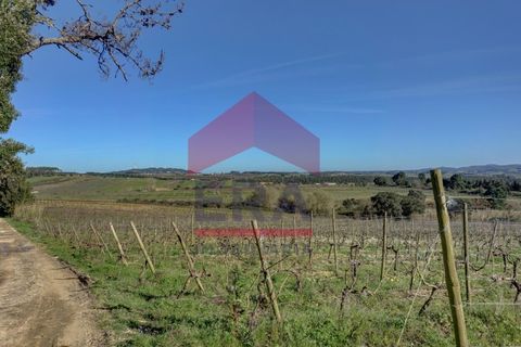 Helårsgrund i Cadaval, Lisbon, Cadaval - € 253.500 | Ref: 130260060 - foto 9