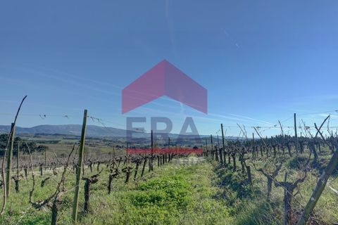 Helårsgrund i Cadaval, Lisbon, Cadaval - € 253.500 | Ref: 130260060 - foto 10