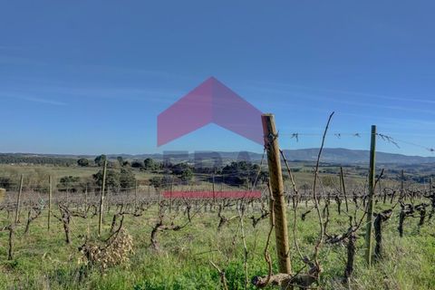 Helårsgrund i Cadaval, Lisbon, Cadaval - € 253.500 | Ref: 130260060 - foto 11