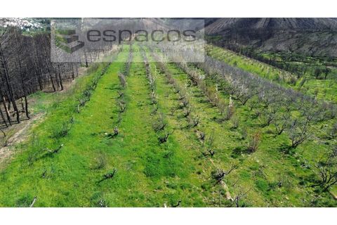 Terra a Fundao, Castelo Branco, Fundao - € 70.000 | Ref: 5777/FA - foto 4