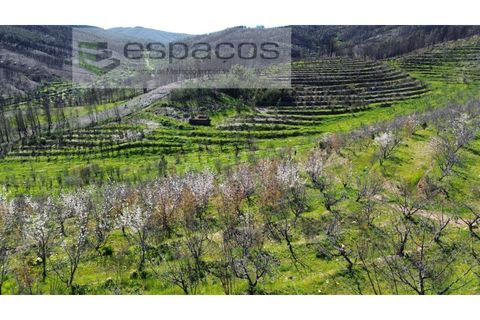 Terra a Fundao, Castelo Branco, Fundao - € 70.000 | Ref: 5777/FA - foto 15