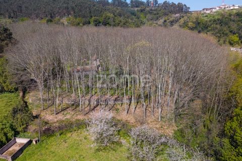 Farm i Paredes, Porto, Paredes - € 450.000 | Ref: ZMPT584918 - foto 9