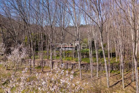 Farm i Paredes, Porto, Paredes - € 450.000 | Ref: ZMPT584918 - foto 21