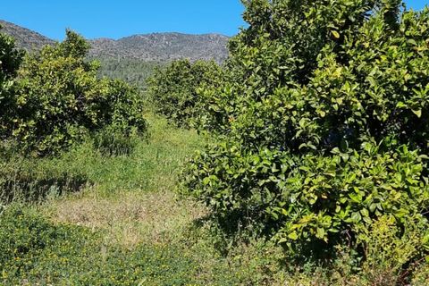 Finca i Benifallet, Tarragona, Benifallet - € 27.000 | Ref: Al - foto 20