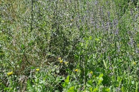 Finca i Benifallet, Tarragona, Benifallet - € 27.000 | Ref: Al - foto 9