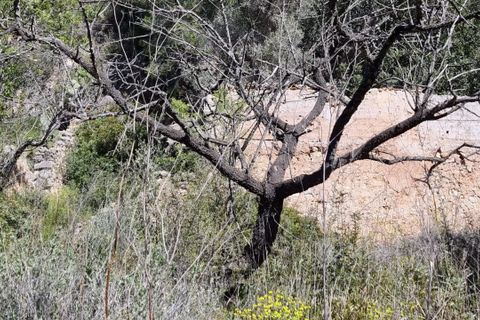 Finca i Benifallet, Tarragona, Benifallet - € 27.000 | Ref: Al - foto 17