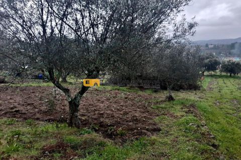 Byhus i Mirandela, Braganca, Mirandela - € 50.000 | Ref: 11930 - foto 18
