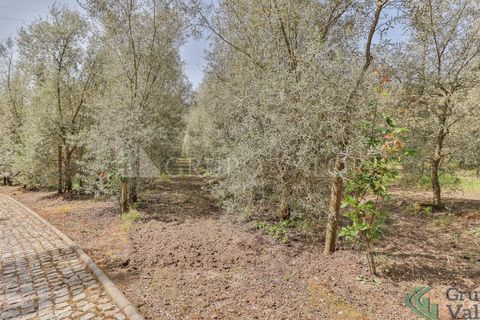 Farm i Amarante, Porto, Amarante - € 600.000 | Ref: 010571003 - foto 4