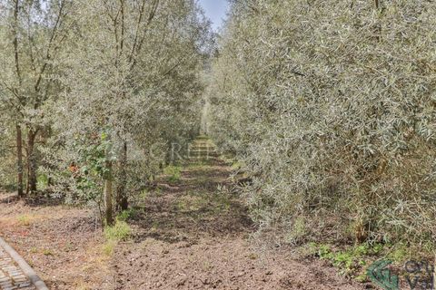 Farm i Amarante, Porto, Amarante - € 600.000 | Ref: 010571003 - foto 5