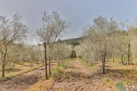 Farm i Amarante, Porto, Amarante - € 600.000 | Ref: 010571003 - foto 17