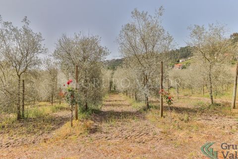 Farm i Amarante, Porto, Amarante - € 600.000 | Ref: 010571003 - foto 18