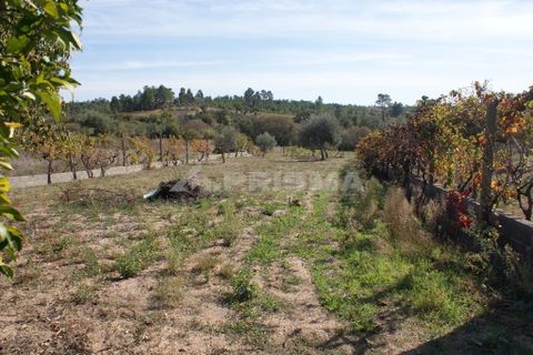 Byhus i Castelo Branco, Castelo Branco, Castelo Branco - € 70.000 | Ref: PP3791 - foto 20