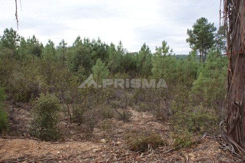 Byhus i Castelo Branco, Castelo Branco, Castelo Branco - € 70.000 | Ref: PP3791 - foto 30